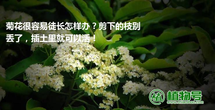 菊花很容易徒长怎样办？剪下的枝别丢了，插土里就可以活！