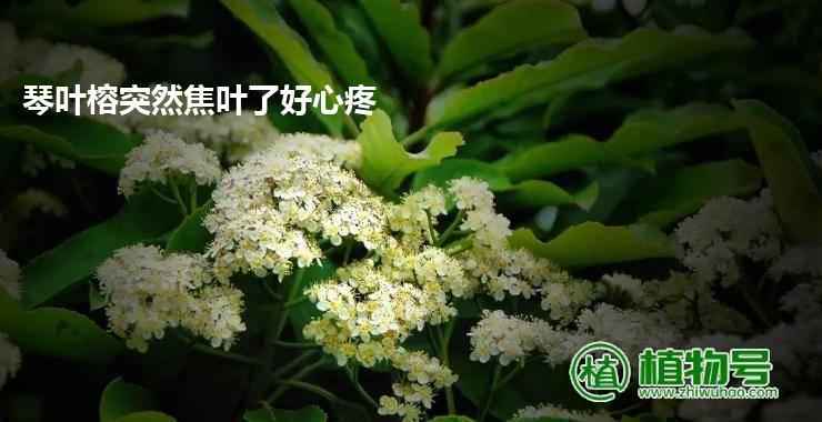 琴叶榕突然焦叶了好心疼