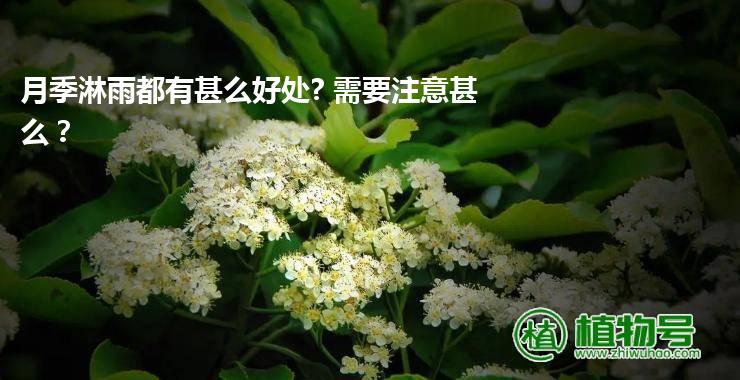 月季淋雨都有甚么好处? 需要注意甚么？