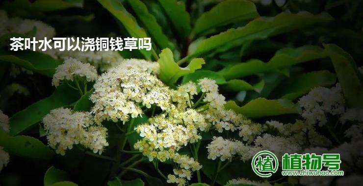 茶叶水可以浇铜钱草吗