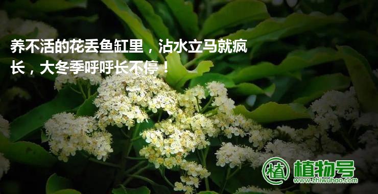 养不活的花丢鱼缸里，沾水立马就疯长，大冬季呼呼长不停！