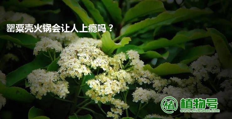 罂粟壳火锅会让人上瘾吗？