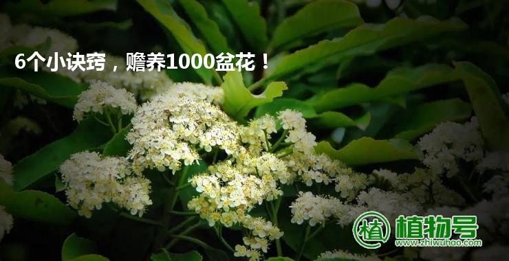 6个小诀窍，赡养1000盆花！