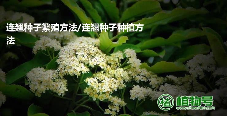 连翘种子繁殖方法/连翘种子种植方法