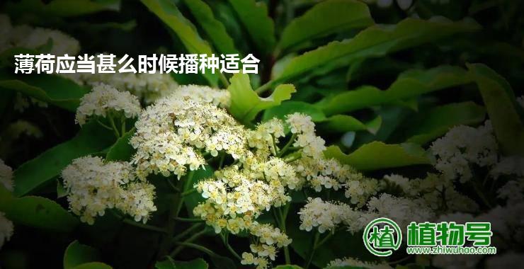 薄荷应当甚么时候播种适合