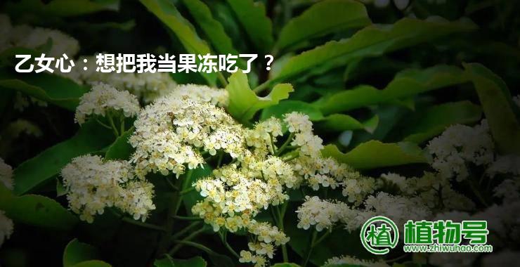 乙女心：想把我当果冻吃了？