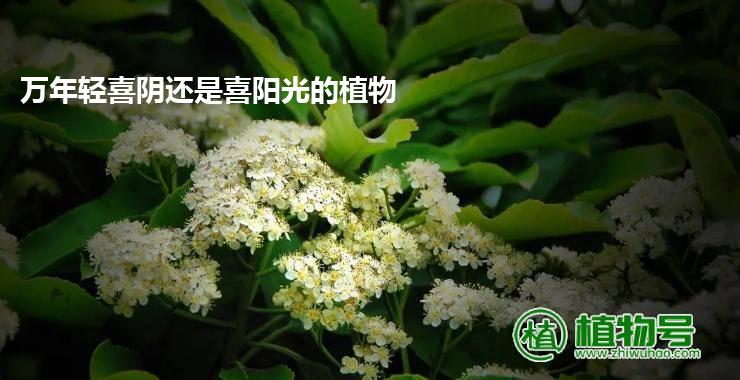 万年轻喜阴还是喜阳光的植物