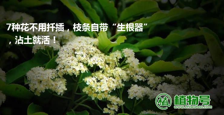 7种花不用扦插，枝条自带“生根器”，沾土就活！