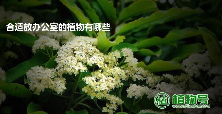 合适放办公室的植物有哪些