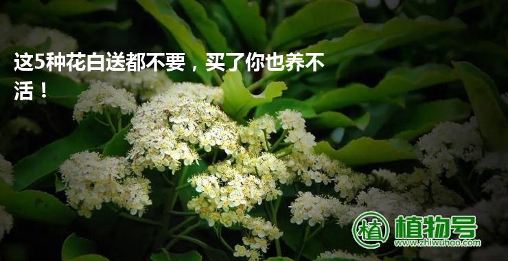 这5种花白送都不要，买了你也养不活！