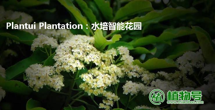 Plantui Plantation：水培智能花园