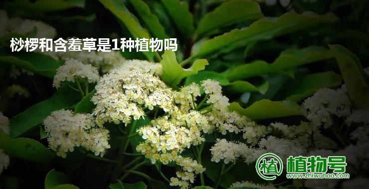 桫椤和含羞草是1种植物吗