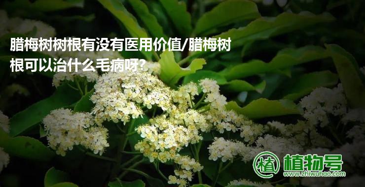 腊梅树树根有没有医用价值/腊梅树根可以治什么毛病呀?