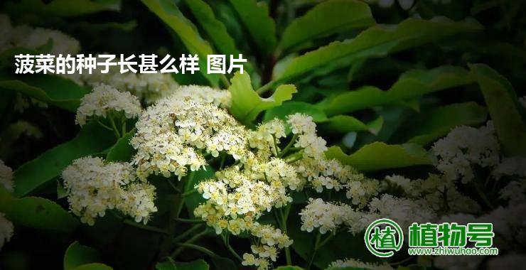 菠菜的种子长甚么样 图片