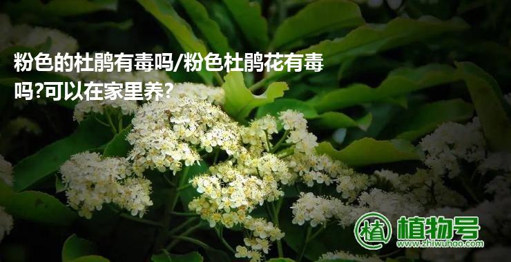 粉色的杜鹃有毒吗/粉色杜鹃花有毒吗?可以在家里养?