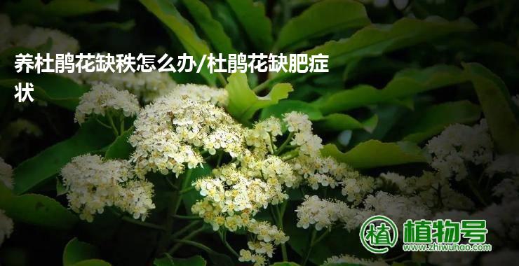 养杜鹃花缺秩怎么办/杜鹃花缺肥症状