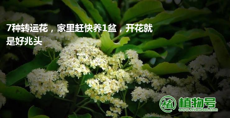 7种转运花，家里赶快养1盆，开花就是好兆头