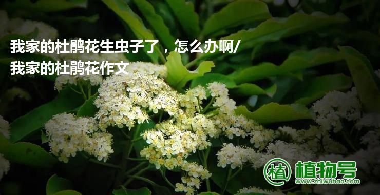 我家的杜鹃花生虫子了，怎么办啊/我家的杜鹃花作文