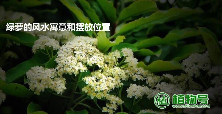 绿萝的风水寓意和摆放位置