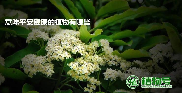 意味平安健康的植物有哪些