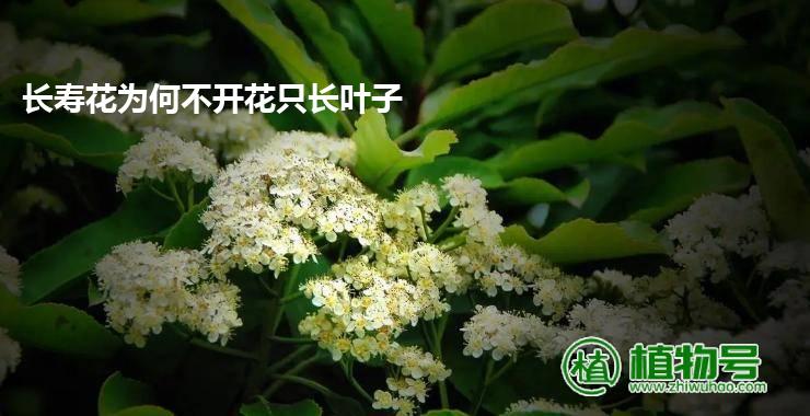 长寿花为何不开花只长叶子