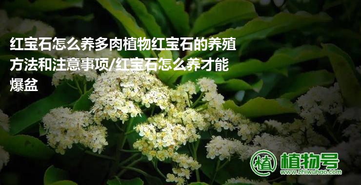 红宝石怎么养多肉植物红宝石的养殖方法和注意事项/红宝石怎么养才能爆盆