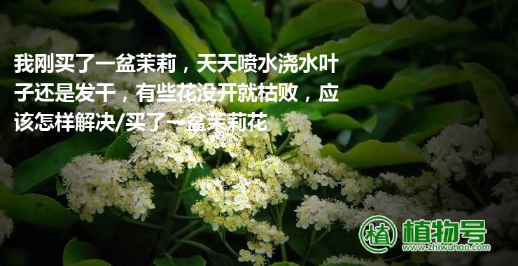 我刚买了一盆茉莉，天天喷水浇水叶子还是发干，有些花没开就枯败，应该怎样解决/买了一盆茉莉花