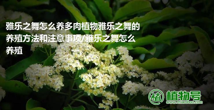 雅乐之舞怎么养多肉植物雅乐之舞的养殖方法和注意事项/雅乐之舞怎么养殖