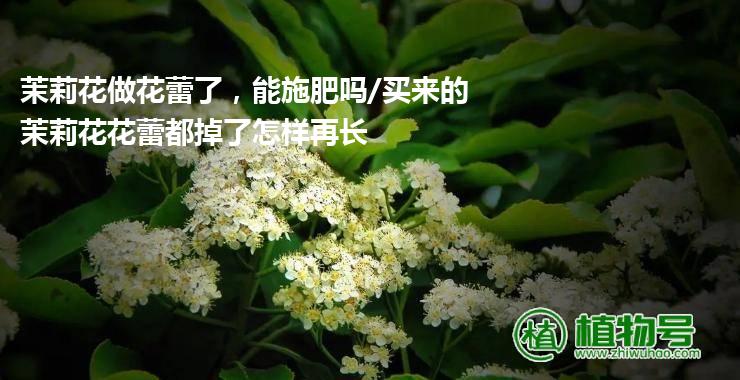 茉莉花做花蕾了，能施肥吗/买来的茉莉花花蕾都掉了怎样再长