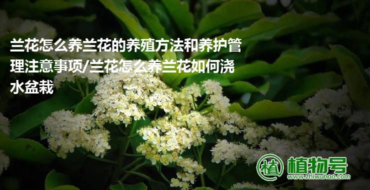 兰花怎么养兰花的养殖方法和养护管理注意事项/兰花怎么养兰花如何浇水盆栽