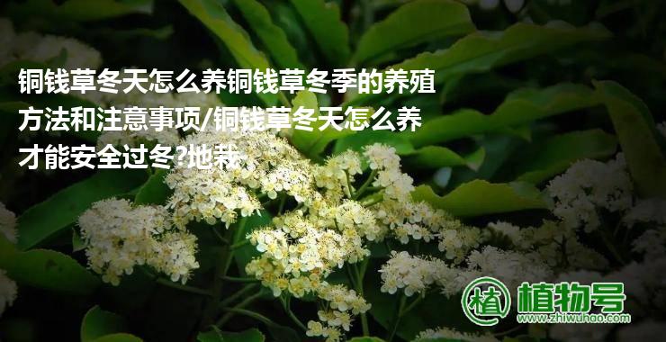 铜钱草冬天怎么养铜钱草冬季的养殖方法和注意事项/铜钱草冬天怎么养才能安全过冬?地栽