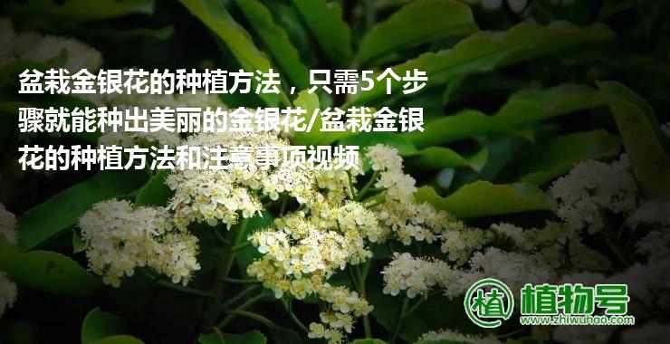 盆栽金银花的种植方法，只需5个步骤就能种出美丽的金银花/盆栽金银花的种植方法和注意事项视频