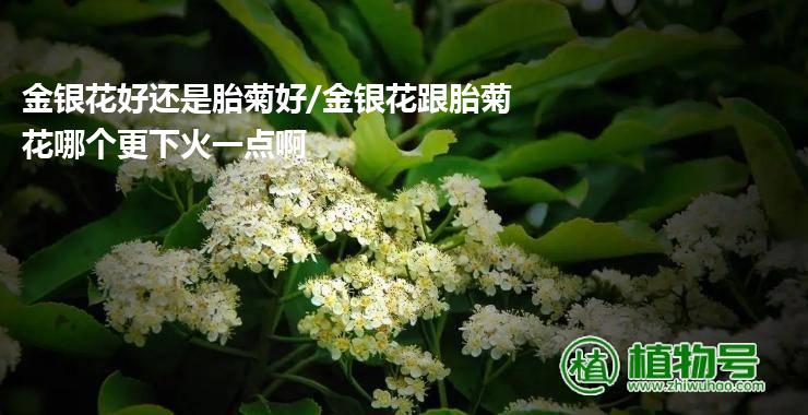 金银花好还是胎菊好/金银花跟胎菊花哪个更下火一点啊