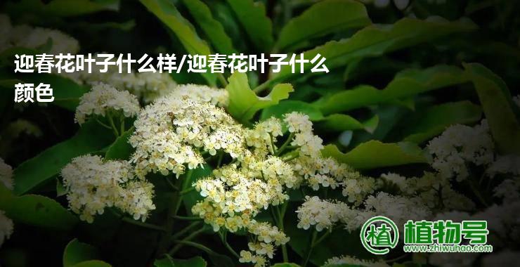 迎春花叶子什么样/迎春花叶子什么颜色