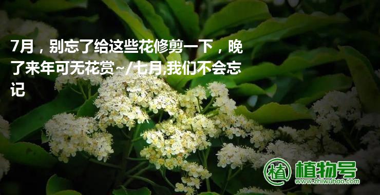 7月，别忘了给这些花修剪一下，晚了来年可无花赏~/七月,我们不会忘记