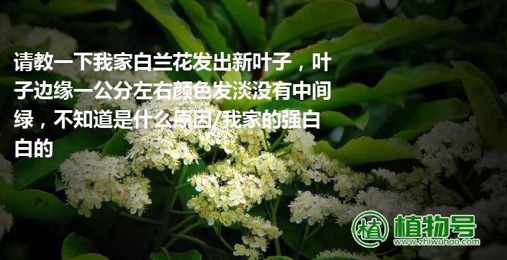 请教一下我家白兰花发出新叶子，叶子边缘一公分左右颜色发淡没有中间绿，不知道是什么原因/我家的强白白的