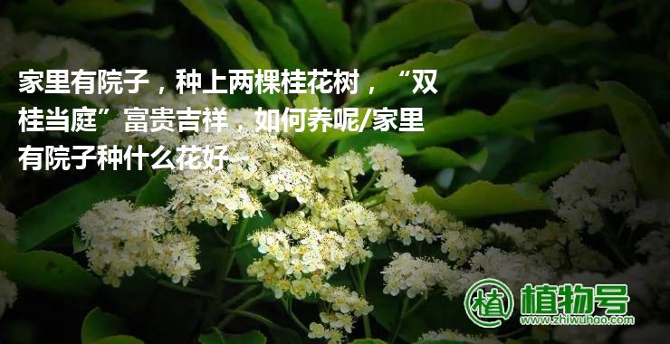 家里有院子，种上两棵桂花树，“双桂当庭”富贵吉祥，如何养呢/家里有院子种什么花好