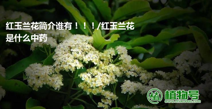 红玉兰花简介谁有！！！/红玉兰花是什么中药