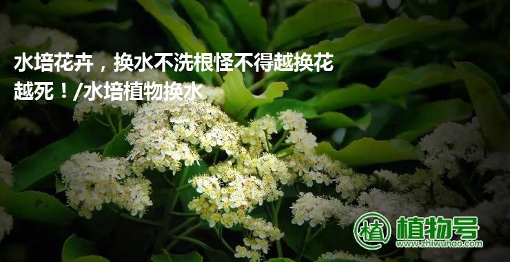 水培花卉，换水不洗根怪不得越换花越死！/水培植物换水