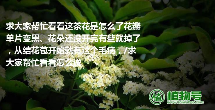 求大家帮忙看看这茶花是怎么了花瓣单片变黑、花朵还没开完有些就掉了，从结花苞开始就有这个毛病，/求大家帮忙看看怎么说