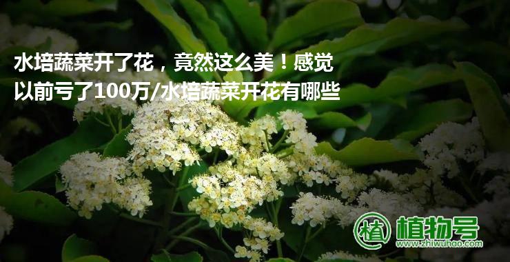 水培蔬菜开了花，竟然这么美！感觉以前亏了100万/水培蔬菜开花有哪些