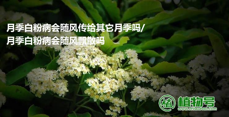 月季白粉病会随风传给其它月季吗/月季白粉病会随风飘散吗