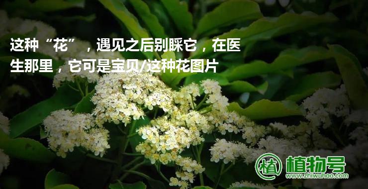 这种“花”，遇见之后别睬它，在医生那里，它可是宝贝/这种花图片