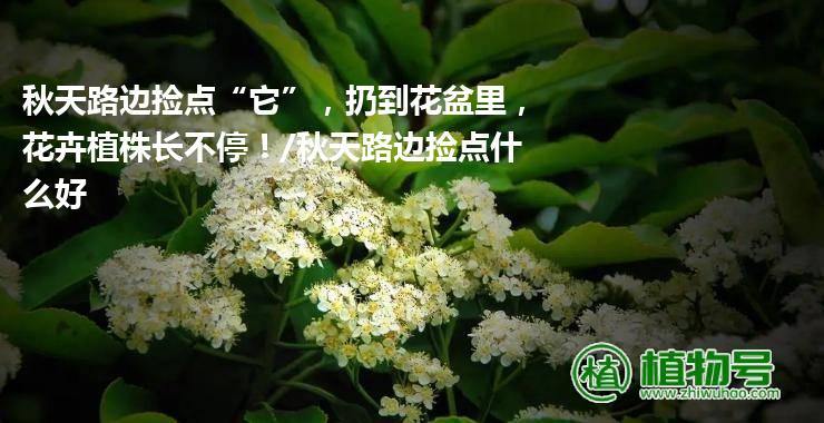 秋天路边捡点“它”，扔到花盆里，花卉植株长不停！/秋天路边捡点什么好