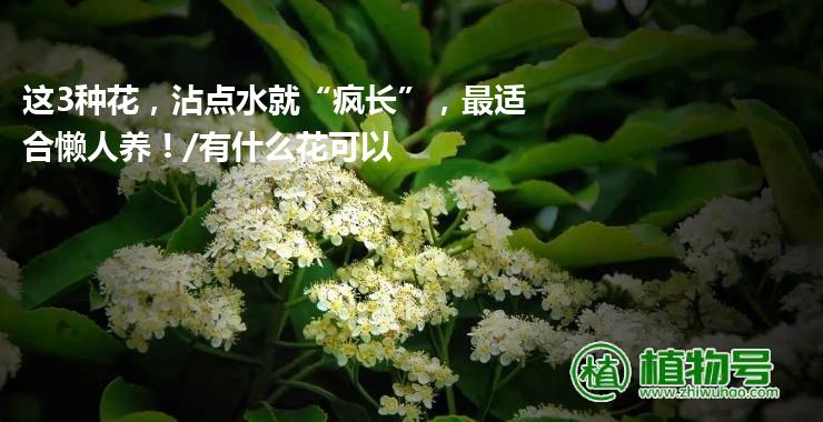 这3种花，沾点水就“疯长”，最适合懒人养！/有什么花可以