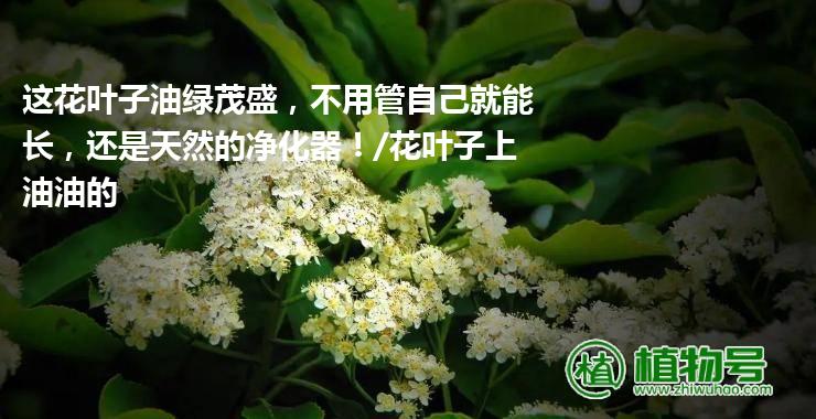 这花叶子油绿茂盛，不用管自己就能长，还是天然的净化器！/花叶子上油油的