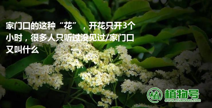 家门口的这种“花”，开花只开3个小时，很多人只听过没见过/家门口又叫什么