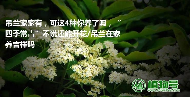 吊兰家家有，可这4种你养了吗，“四季常青”不说还能开花/吊兰在家养吉祥吗