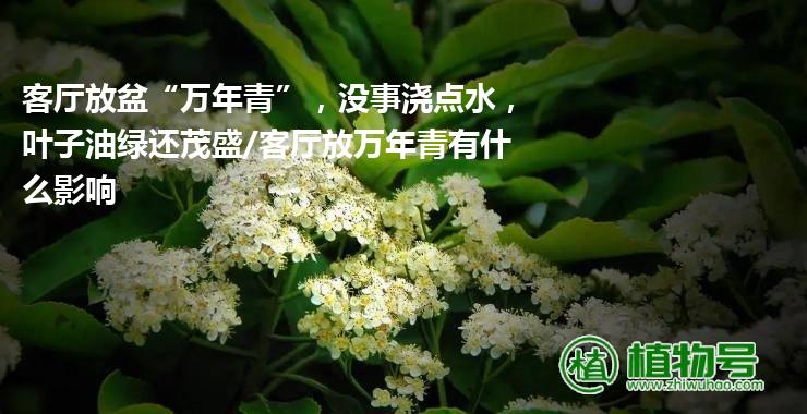 客厅放盆“万年青”，没事浇点水，叶子油绿还茂盛/客厅放万年青有什么影响