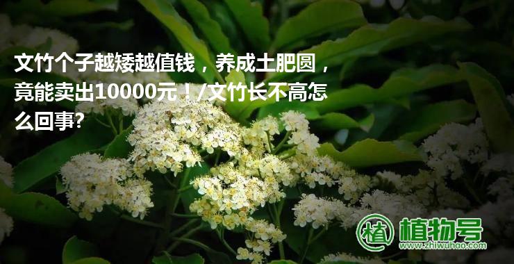 文竹个子越矮越值钱，养成土肥圆，竟能卖出10000元！/文竹长不高怎么回事?